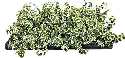 Variegated Creeping Fig Vine - Ficus Pumila Variegata - 3 Live Fully Rooted 2 Inch Plants - Climbing Ivy