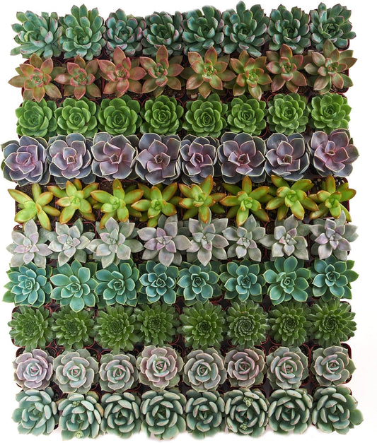 Shop Succulents Rosette Succulent Plant Pack Collection - Live Mini Succulent Plants, Low Maintenance, Floral Shaped Mix of Colors & Textures - Wedding and Party Favors, Gift & Garden, Pack of 64