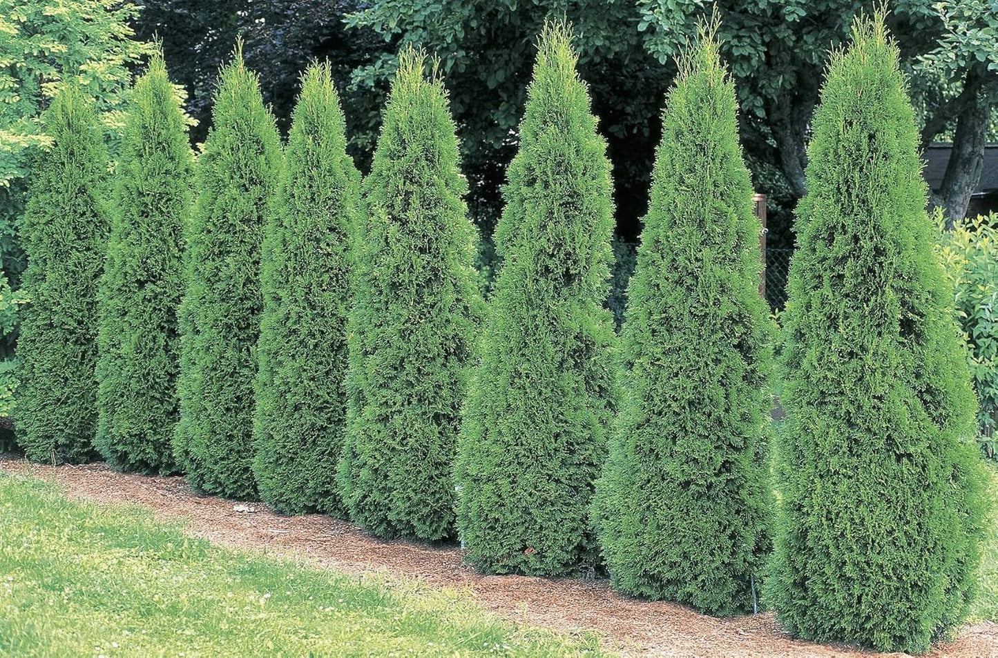 Ten Pack of Emerald Arborvitaes - Evergreen Privacy Hedge - 10 Live Plants Shipped 1 to 2 Feet Tall by DAS Farms (No California)