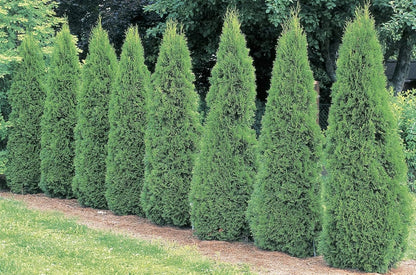 Ten Pack of Emerald Arborvitaes - Evergreen Privacy Hedge - 10 Live Plants Shipped 1 to 2 Feet Tall by DAS Farms (No California)