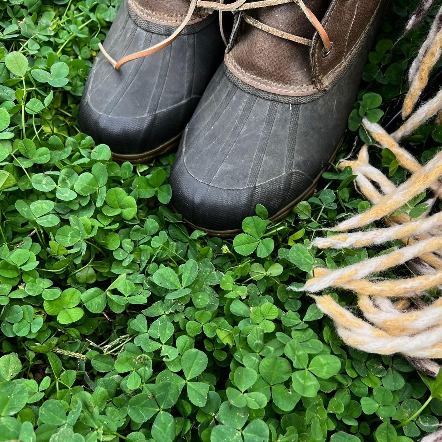 Micro Clover Seed for Lawn - 5 Lb Bulk - ~2 Million Microclover Seeds for Planting - Drought-Tolerant Mini Grass Alternative by Mountain Valley Seed Company