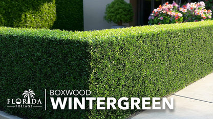 Wintergreen Boxwood | 3 Extra Large 3 Gallon Plants | Buxus Microphylla | Evergreen Shrub, Dense Foliage, Formal Garden, Low Maintenance, Privacy Hedge, Year-Round Interest, Landscaping Shrub
