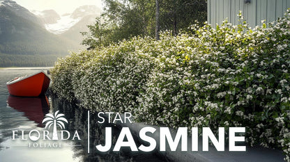 Star Jasmine | 20 Live Plants | Trachelospermum Jasminoides | Fragrant Blooming Evergreen Vine, Low Maintenance, Climbing, White Flowers, Attracts Pollinators, Drought Tolerant