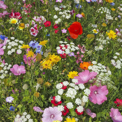 Hummingbird & Butterfly Wildflower Seed Mix - 1 Lb - Wild Flower Seed Mixture: Alyssum, Lemon Mint, Foxglove, More