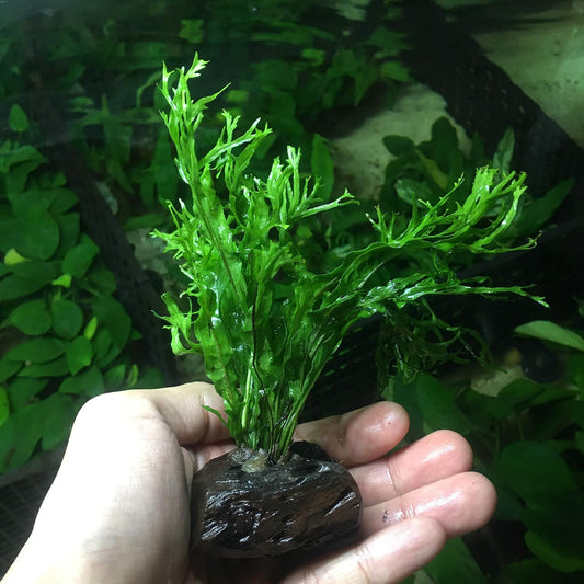 Anubias, Java Fern, Moss and more! Freshwater Live Aquarium Plants on Driftwood for Aquatic