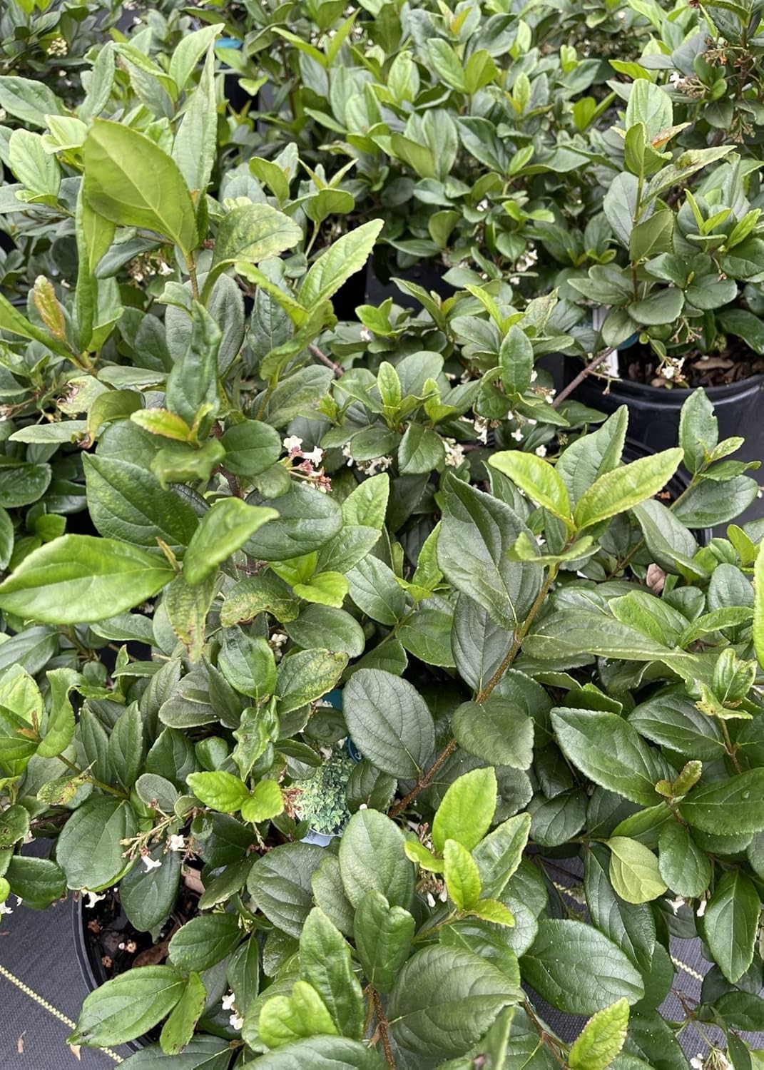 Viburnum Suspensum | 3 Large Gallon Size Plants I Sandankwa I Live Durable Evergreen Shrub with Fragrant Blooms, Ideal for Hedges, Privacy Screens, and Ornamental Landscaping