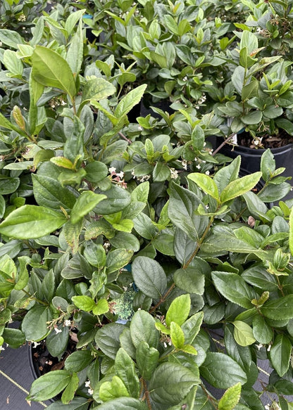 Viburnum Suspensum | 1 Large Gallon Size Plant I Sandankwa I Live Durable Evergreen Shrub with Fragrant Blooms, Ideal for Hedges, Privacy Screens, and Ornamental Landscaping