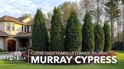 Murray Cypress | 50 Live Plants | Cupressocyparis leylandii 'Murray' | Fast Growing Privacy Trees | Evergreen Plants for Windbreaks
