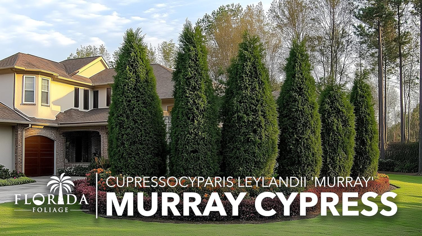 Murray Cypress | 10 Live Plants | Cupressocyparis leylandii 'Murray' | Fast Growing Privacy Trees | Evergreen Plants for Windbreaks
