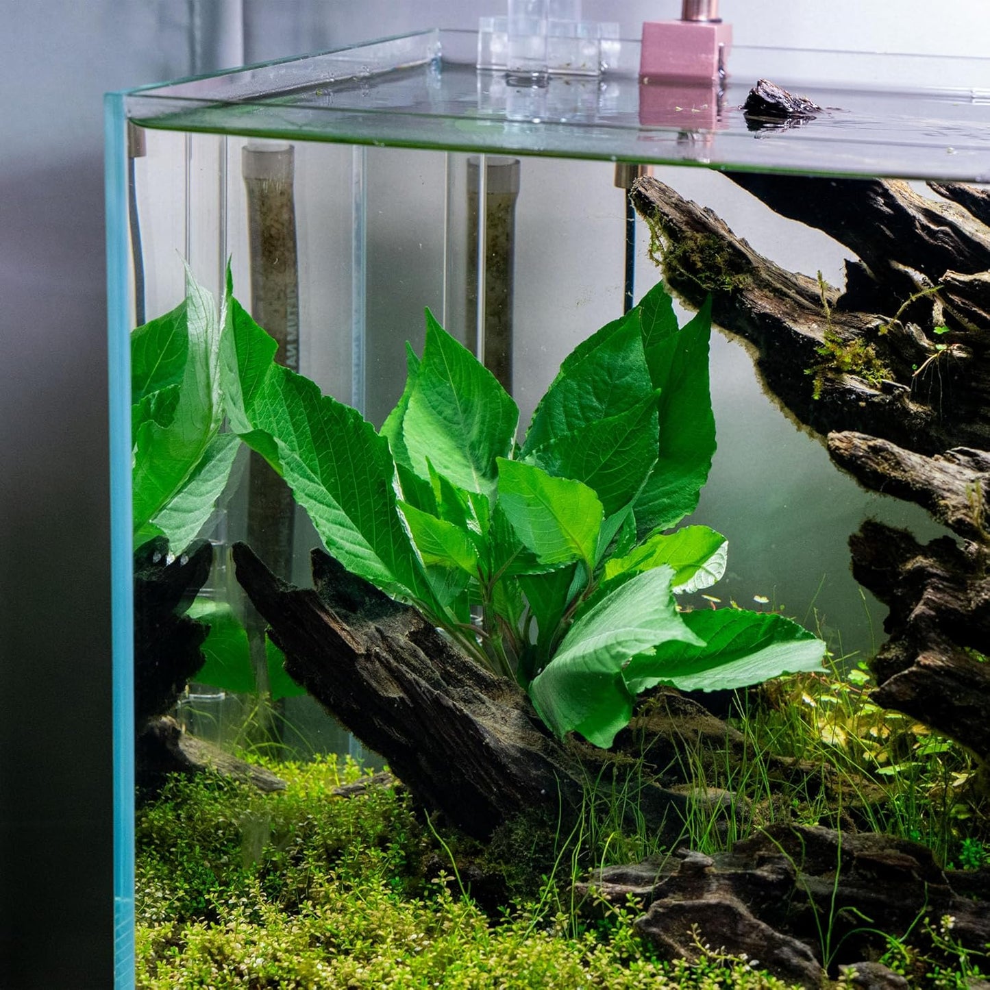 SubstrateSource Dwarf Hygrophila Corymbosa Siamensis Live Aquarium Plant - Freshwater Fish Tank Decorations and Natural Aquatic Decor (1)