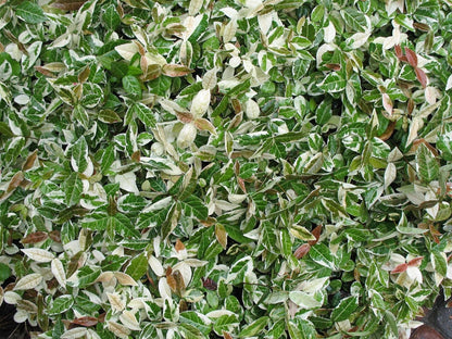 Variegated Asiatic Jasmine | 10 Live 4 Inch Plants | Trachelospermum Asiaticum | Fast Growing Ground Cover, Evergreen Foliage, Low Maintenance Vine, Landscaping Shrub, Drought Tolerant Plant