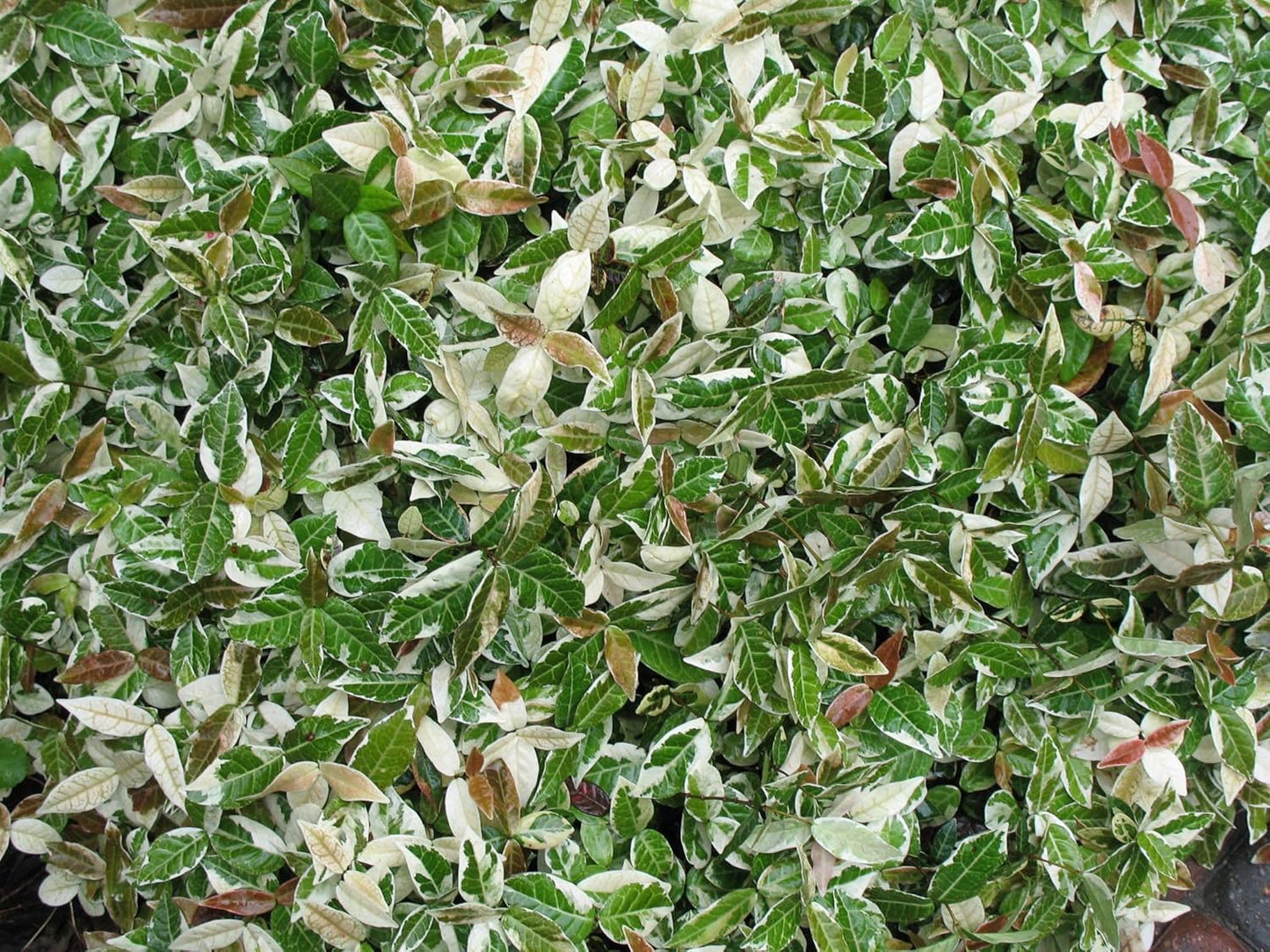 Variegated Asiatic Jasmine | 5 Live 4 Inch Plants | Trachelospermum Asiaticum | Fast Growing Ground Cover, Evergreen Foliage, Low Maintenance Vine, Landscaping Shrub, Drought Tolerant Plant