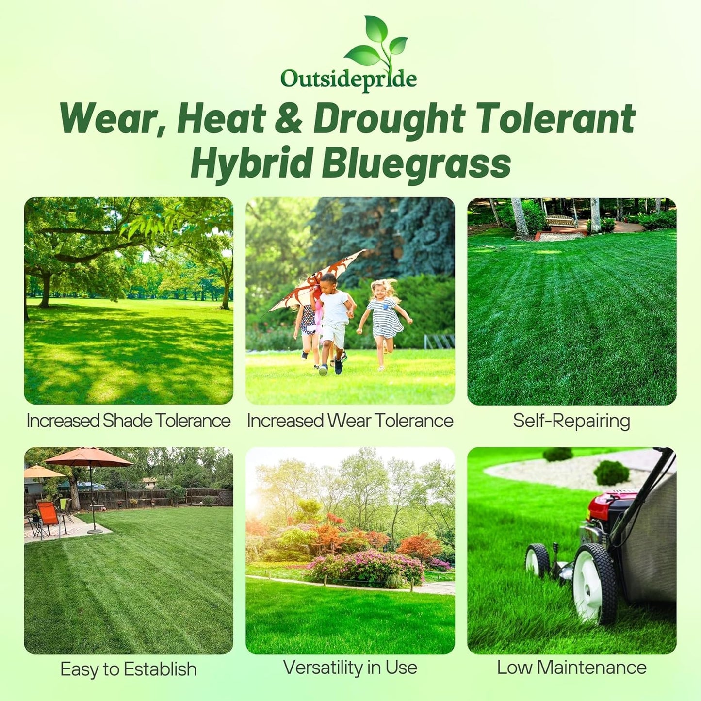 Outsidepride SPF-30 Hybrid Bluegrass Seeds - 25 lbs. Heat & Drought Tolerant, Texas Bluegrass & Kentucky Bluegrass Seed Mix for Challenging Climates, OptiGrowth Coated for Better Establishment
