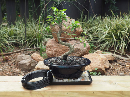 Anodized Aluminum 2.0mm Bonsai Training Wire 250g Large Roll (95 feet) - Choose Your Size and Color (2.0mm, Black)