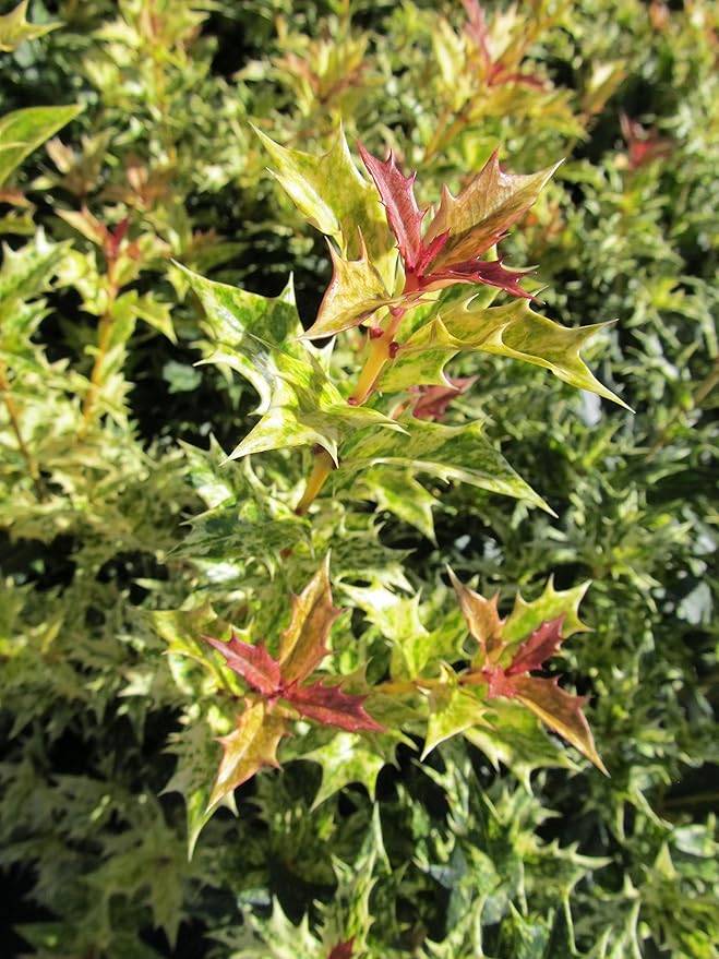 Osmanthus heterophyllus 'Goshiki' (False Holly) Evergreen, #2 - Size Container