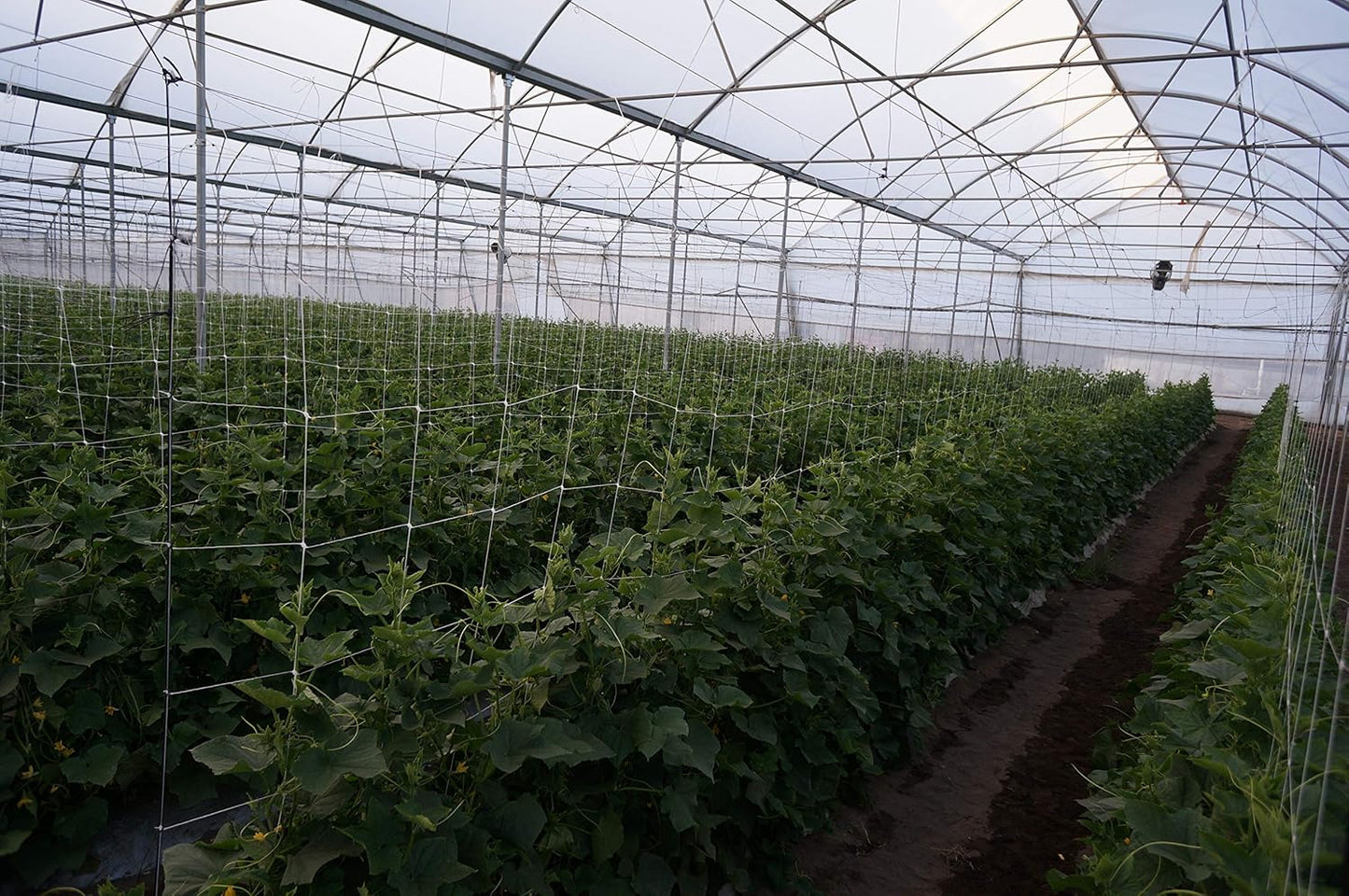 4-Feet by 4920-Feet Professional Grade Vegetable Support Trellis Netting Roll/Scrog Net Roll, (48" x 4920' / 1.22m x 1500m) (mesh 5.9"x6.7" / 15cm x 17cm)