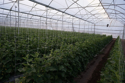 4-Feet by 4920-Feet Professional Grade Vegetable Support Trellis Netting Roll/Scrog Net Roll, (48" x 4920' / 1.22m x 1500m) (mesh 5.9"x6.7" / 15cm x 17cm)