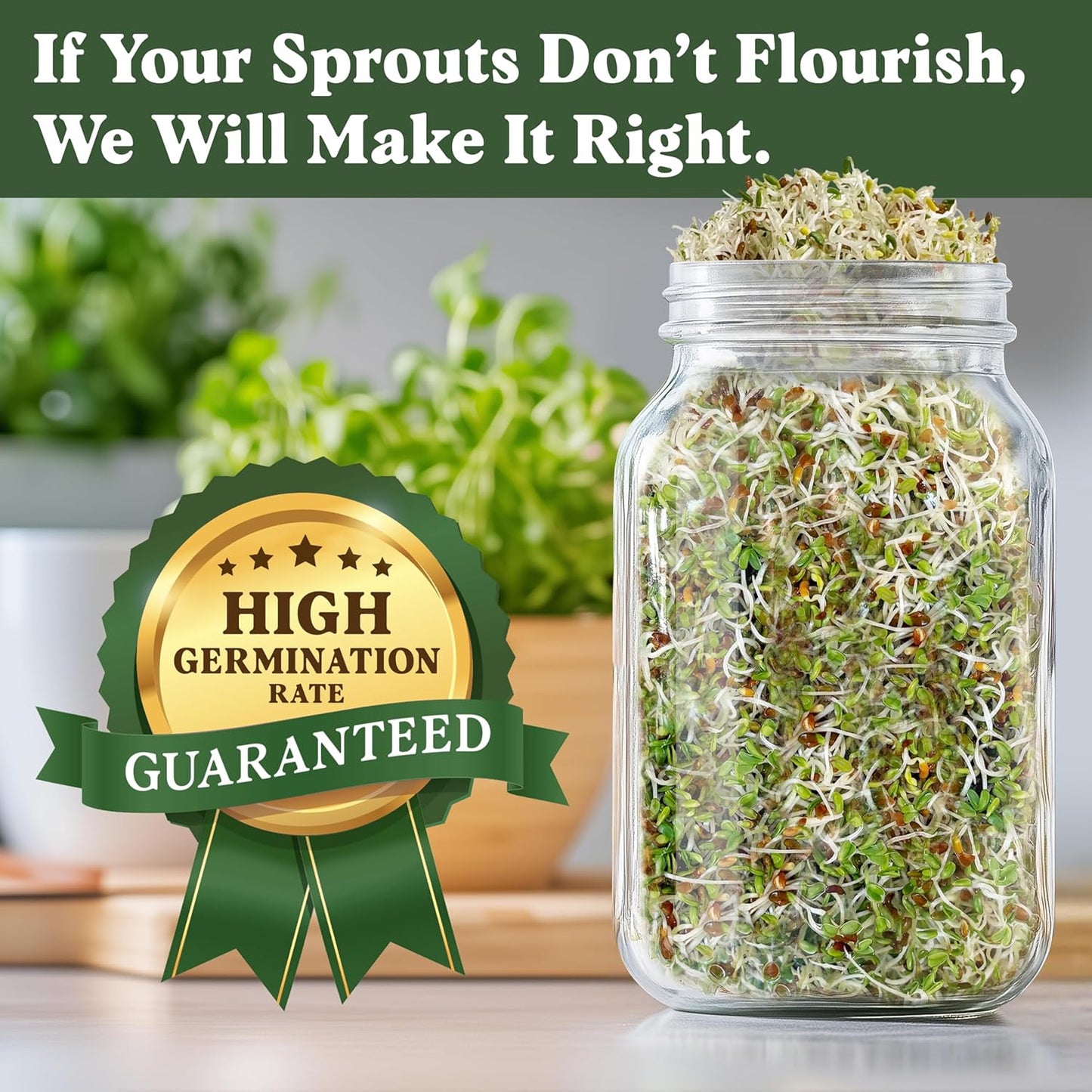 Seedboy Organic Non-GMO Alfalfa Seeds for Sprouting - Microgreens Sprouting Seeds - 8 oz Bag Makes 8 Quarts / 24 Servings (Alfalfa)