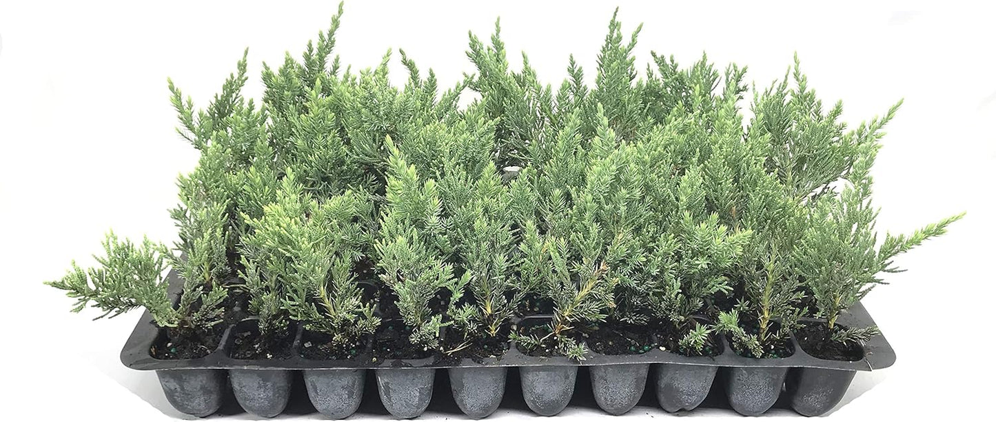Juniper Parsoni - 20 Live Plants - Juniperus Squamata Expansa Parsons - Drought Tolerant Cold Hardy Evergreen Ground Cover