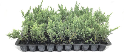 Juniper Parsoni - 20 Live Plants - Juniperus Squamata Expansa Parsons - Drought Tolerant Cold Hardy Evergreen Ground Cover