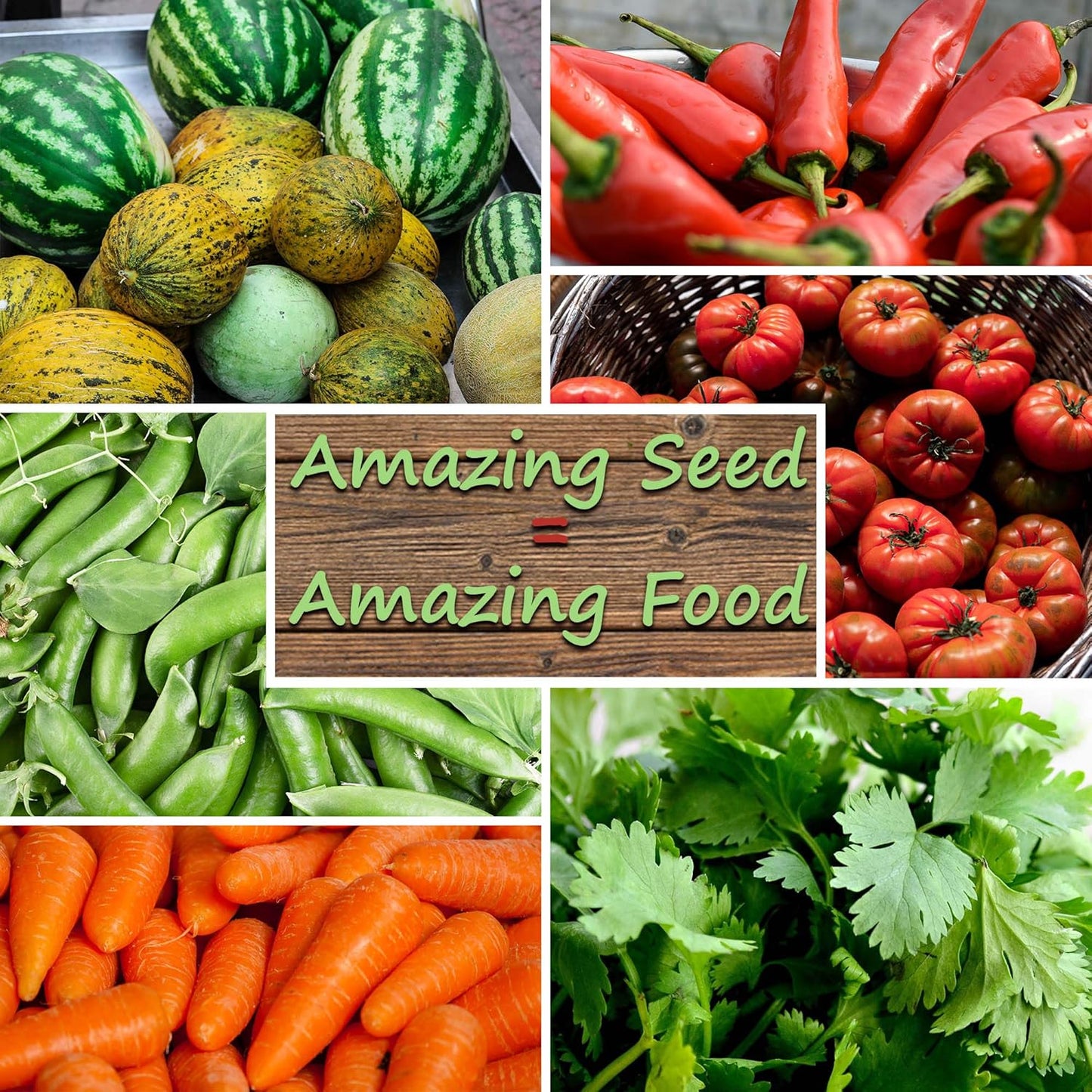 Squash Seeds - Summer - Vegetable Marrow White Bush - 4 Oz ~1000 Seeds - Cucurbita Pepo - Non-GMO, Heirloom - Farm & Vegetable Garden
