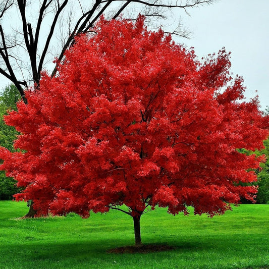 Red Maple Tree Seedlings for Planting | One Live Tree Seedling