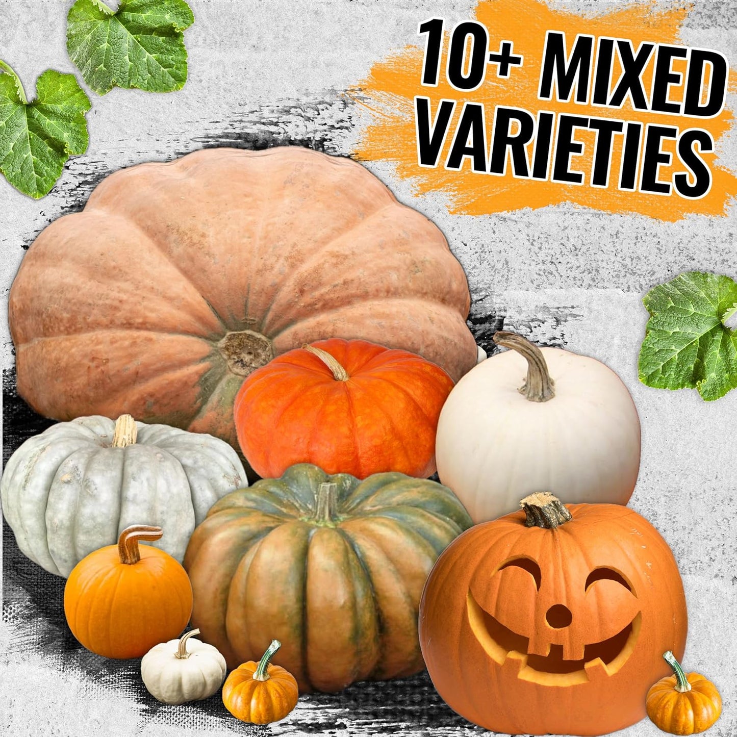 Seed Needs Pumpkin Seeds Specialty Spooky Blend 10+ Varieties | Lumina White, Baby Boo, Blue Jarrahdale, Cinderella & More! | Heirloom Non-GMO Untreated | Bulk Pumpkin Seeds for Planting