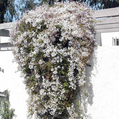 Pink Jasmine Vine - Jasminum Polyanthum - Fragrant & Blooming, Perfect for Indoor/Outdoor Decor (2 Pink jas Cups)