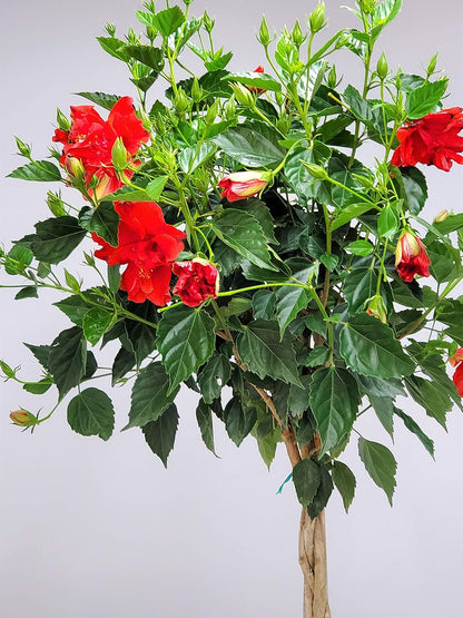 Live Braided Hibiscus Tree - Red Double Flower - Overall Height 38" to 44" - Tropical Plants of Florida (Plant Only)