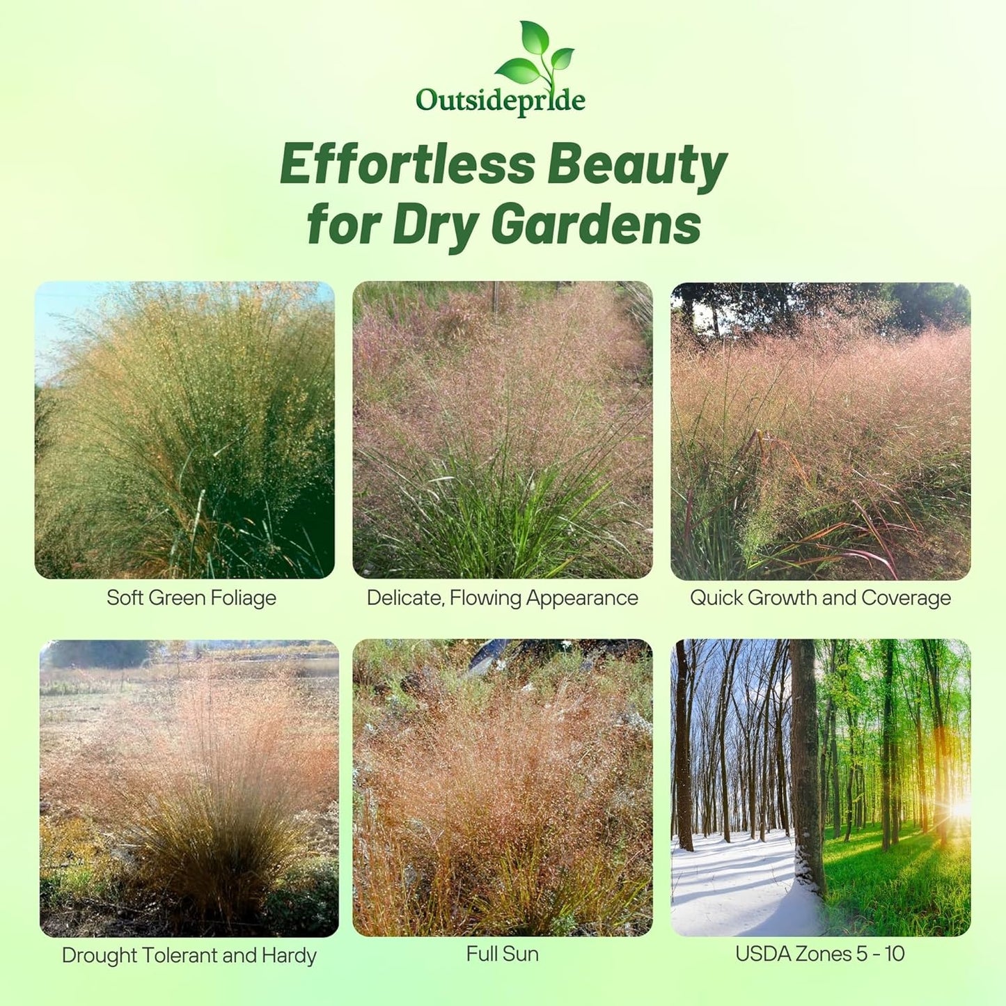 Outsidepride Sand Love Grass Seeds - 5,000 Pcs. Perennial, Easy to Grow, Drought-Tolerant, Tall Ornamental Grass, Thrives in Sandy Soil, Wind & Erosion Control for Landscaping, Year-Round Beauty
