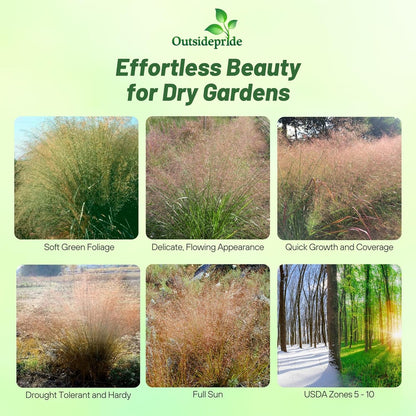 Outsidepride Sand Love Grass Seeds - 5,000 Pcs. Perennial, Easy to Grow, Drought-Tolerant, Tall Ornamental Grass, Thrives in Sandy Soil, Wind & Erosion Control for Landscaping, Year-Round Beauty