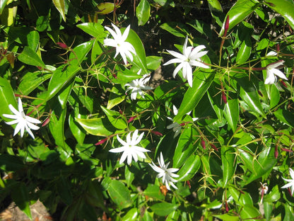 Star Jasmine - 3 Live Plants - Jasminum Nitidum - Fragrant Blooming Evergreen Vine