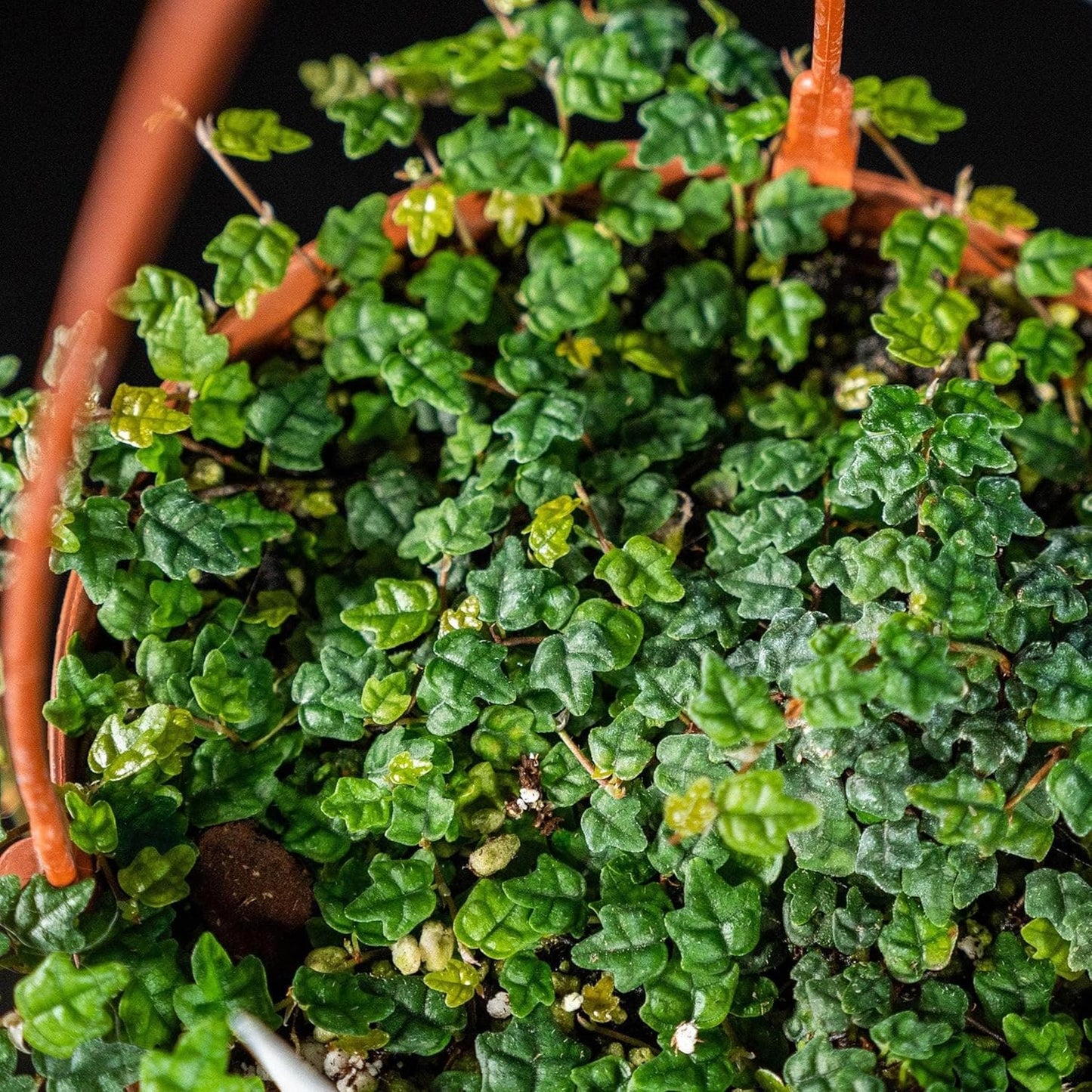 Ficus Pumila Quercifolia | 30 Live Plants | Oak Leaf Creeping Fig, Easy-Care Indoor/Outdoor Trailing Vine Plant, Perfect for Walls and Ground Cover