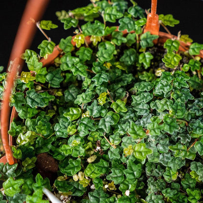 Ficus Pumila Quercifolia | 30 Live Plants | Oak Leaf Creeping Fig, Easy-Care Indoor/Outdoor Trailing Vine Plant, Perfect for Walls and Ground Cover