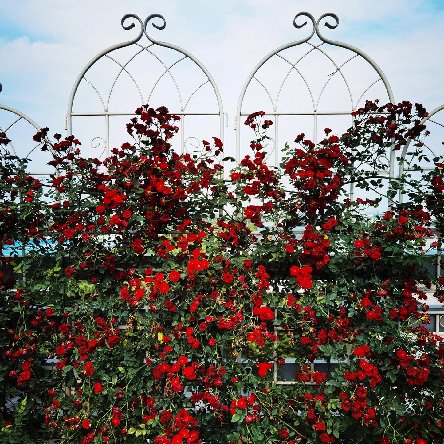 Metal Garden Trellis Rustproof Trellis for Climbing Plants Outdoor Flower Support Butterfly Deco (Cream White-2 Pack, 71"x19.7")