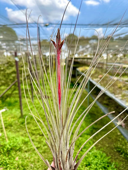 ragnaroc Air Plants - Tillandsia Juncea, Jumbo 8-12" - 1ct - Live Arrival Guaranteed - House Plants for Home Decor & Gift