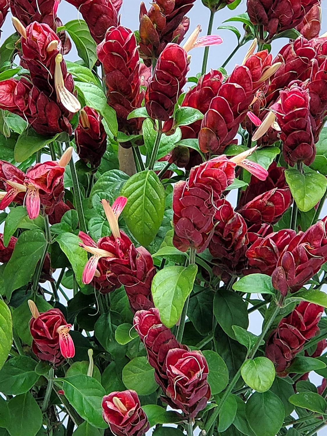 Braided Shrimp Tree - Red Flowers - Overall Height 36" to 42" - Tropical Plants of Florida (Plant Only)