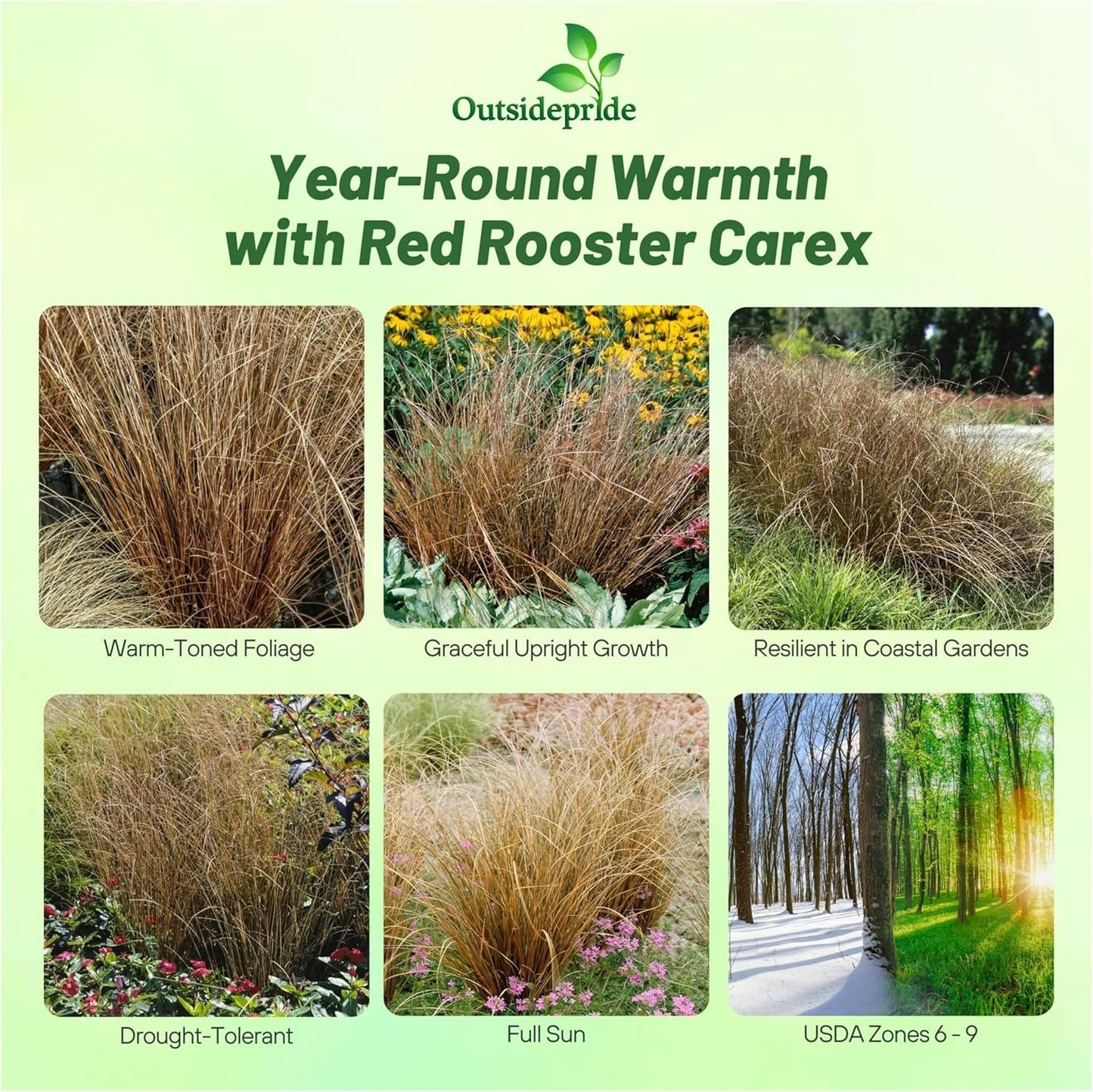 Outsidepride 200 Seeds Perennial Carex Buchananii Red Rooster Ornamental Grass Seed for Planting