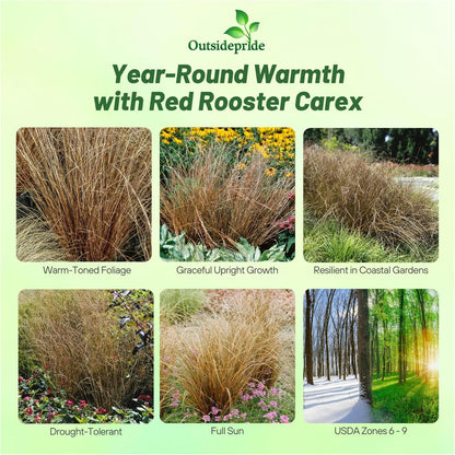 Outsidepride Carex Red Rooster Ornamental Grass Seed – 400 Pcs. Perennial, Low-Maintenance, Drought-Tolerant Grass Seeds with Low Growing Foliage for Borders, Ground Covers, & Outdoor Living Spaces