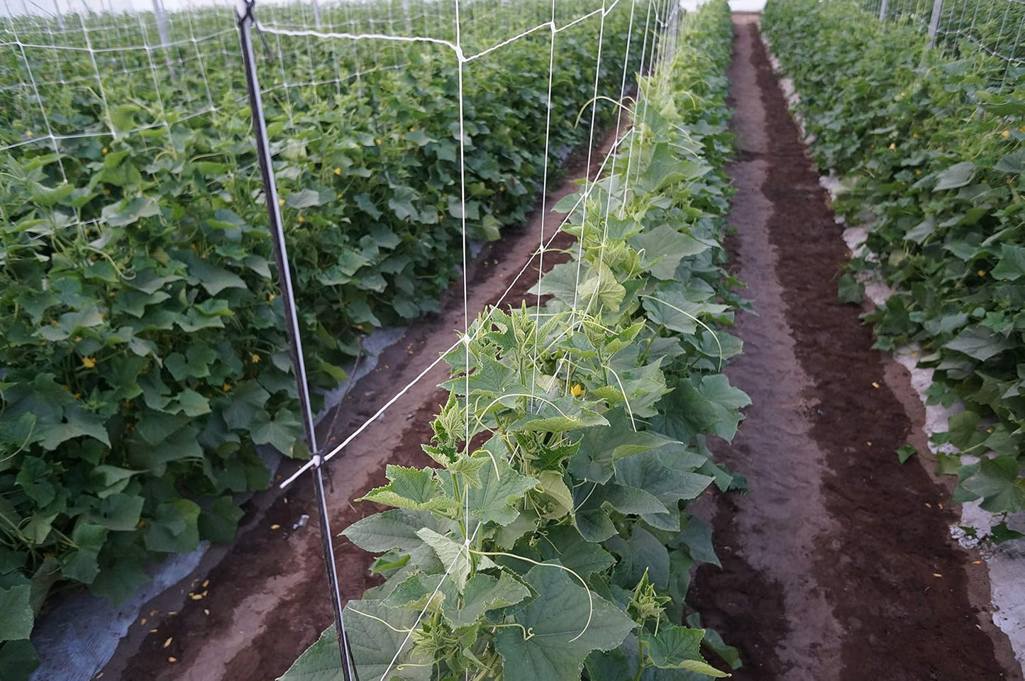 6.5 Feet by 4920-Feet Professional Grade Vegetable Support Trellis Netting Roll/Scrog Net Roll, (79" x 4920' / 2m x 1500m) (mesh 5.9"x6.7" / 15cm x 17cm)