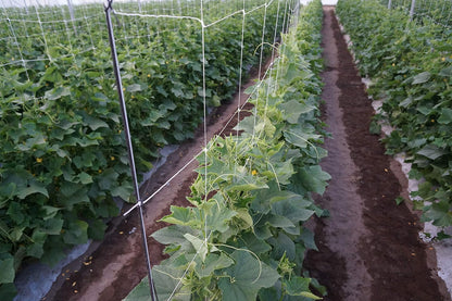 4-Feet by 4920-Feet Professional Grade Vegetable Support Trellis Netting Roll/Scrog Net Roll, (48" x 4920' / 1.22m x 1500m) (mesh 5.9"x6.7" / 15cm x 17cm)