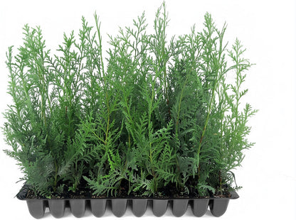Murray Cypress | 10 Live Plants | Cupressocyparis leylandii 'Murray' | Fast Growing Privacy Trees | Evergreen Plants for Windbreaks