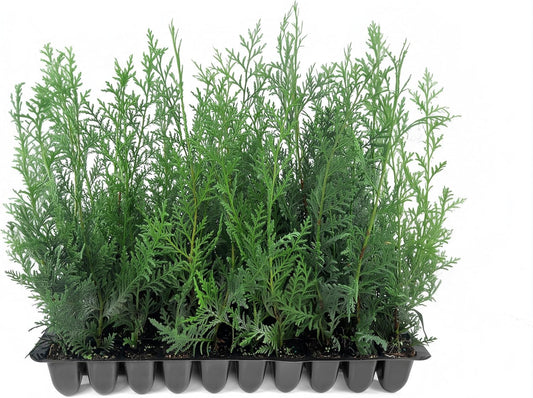 Murray Cypress | 10 Live Plants | Cupressocyparis leylandii 'Murray' | Fast Growing Privacy Trees | Evergreen Plants for Windbreaks