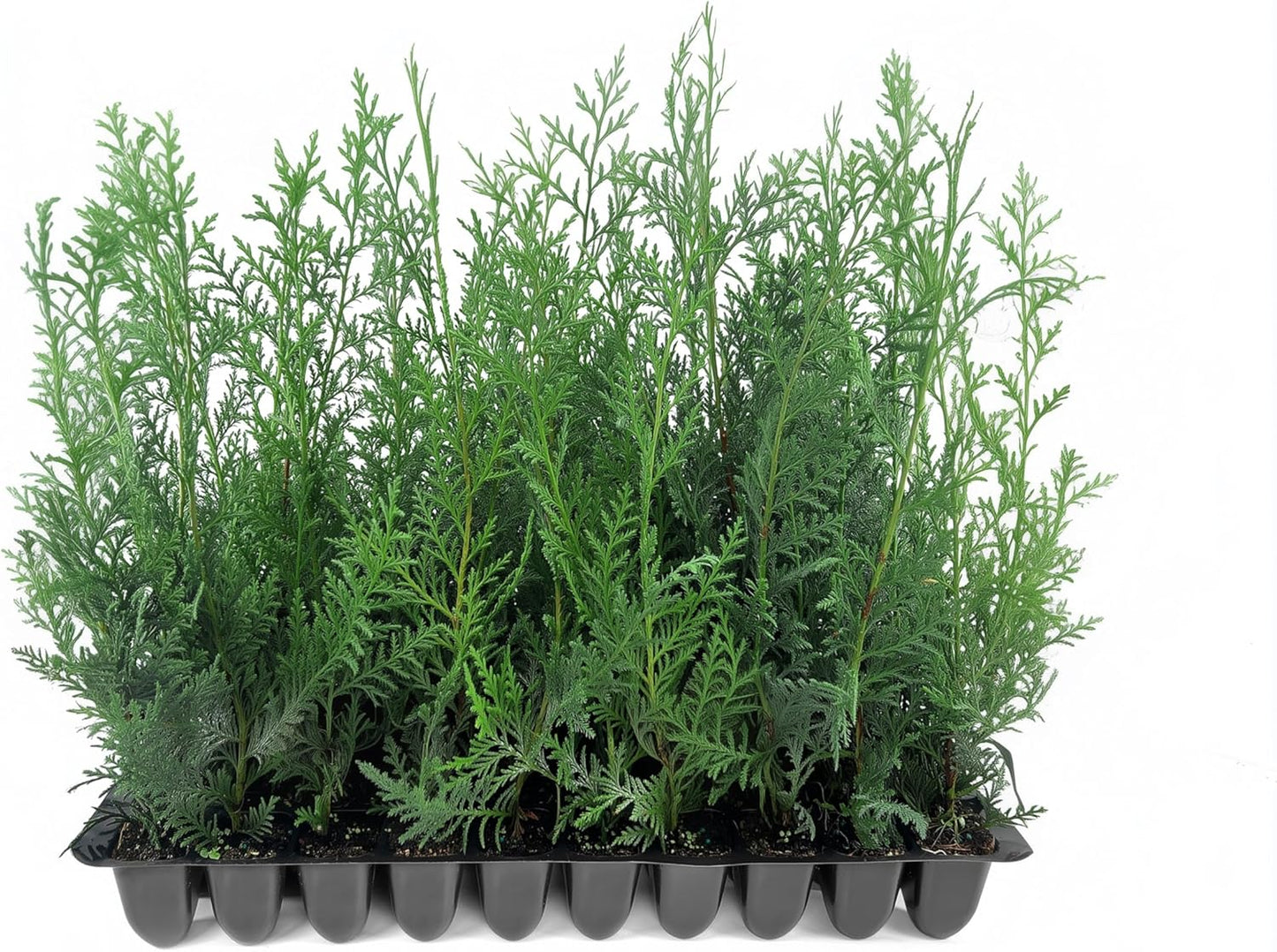 Murray Cypress | 20 Live Plants | Cupressocyparis leylandii 'Murray' | Fast Growing Privacy Trees | Evergreen Plants for Windbreaks