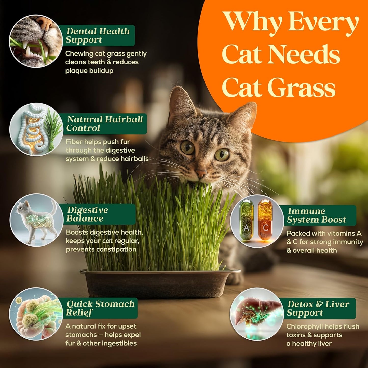 Cat Grass Seed Mix – 16 oz Pack with 20,500 Non-GMO Heirloom Seeds for Cats, Barley, Oat, Rye & Wheatgrass for Indoor Growing, Fresh Pet Grass for Digestion & Hairball Control