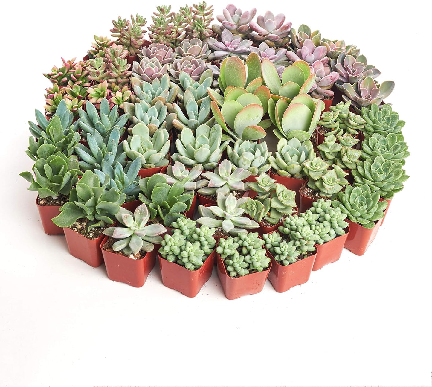 Shop Succulents Pastel Succulent Plant Pack Bulk Collection - Live Mini Succulent Plants, Low Maintenance, Bright & Serene Colors & Textures - Wedding and Party Favors, Gift & Garden, Pack of 256