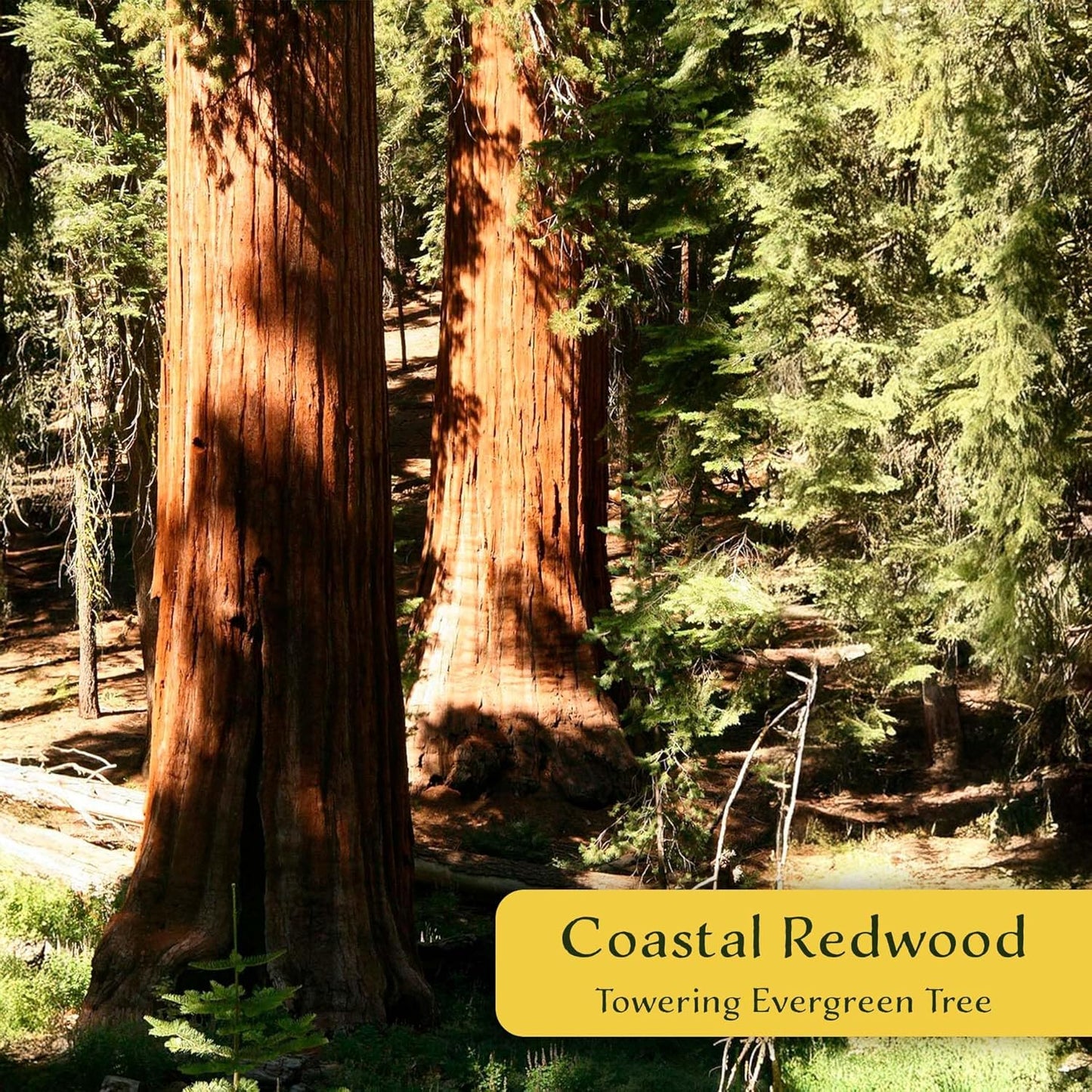 3 Coastal Redwood in 3.5” Nursery Cubes (Sequoia sempervirens) | Majestic Evergreen Tree for Shade, Privacy & Wildlife Support | Ready-to-Plant Live Starter Plants