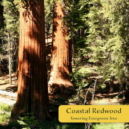 3 Coastal Redwood in 3.5” Nursery Cubes (Sequoia sempervirens) | Majestic Evergreen Tree for Shade, Privacy & Wildlife Support | Ready-to-Plant Live Starter Plants
