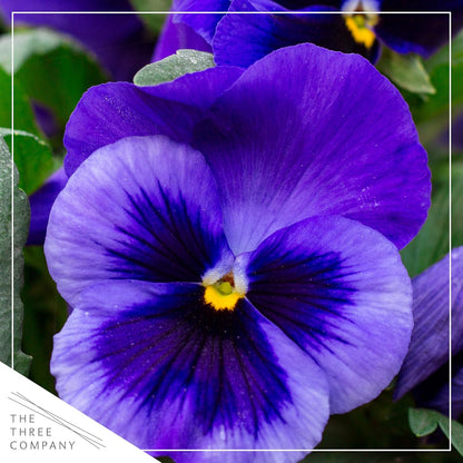 Live Healthy Flowering Pansies - Purple Blotch (4 Plants Per Pack), Beautiful Fall Color, 6" Tall by 4" Wide in 1 Pint Square Pot