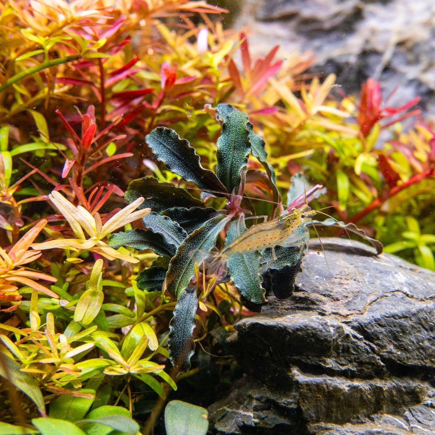 Ultum Nature Systems Live Tissue Culture - Bucephalandra Brownie Phoenix - Easy, Low-Med Light - Dark Green, Red, Purple Accent - Foreground to Midground - 100% Snail Free Grown in-Vitro - Small Cup